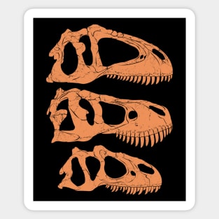 Giganotosaurus Tyrannosaurus Rex Allosaurus fossil skulls Sticker